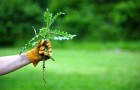 Сорняки - вершина дарвиновской эволюции растений?